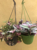 2 Trailing plant mix - hanging plant - tradescantia Nanouk plant - Tradescantia Tricolour plant - Parijat Plant  -	good luck plant - houseplant -plant -indoor plant - succulent plant - plant decor 