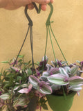 2 Trailing plant mix - hanging plant - tradescantia Nanouk plant - Tradescantia Tricolour plant - Parijat Plant 