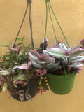 2 Trailing plant mix - hanging plant - tradescantia Nanouk plant - Tradescantia Tricolour plant - Parijat Plant 