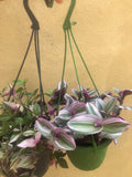 2 Trailing plant mix - hanging plant - tradescantia Nanouk plant - Tradescantia Tricolour plant - Parijat Plant 