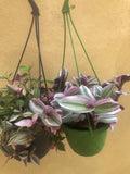 2 Trailing plant mix - hanging plant - tradescantia Nanouk plant - Tradescantia Tricolour plant - Parijat Plant 