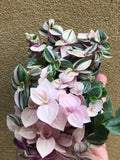 2 tradescantia fluminensis plant - tradescantia albiflora - trailing plant - Parijat Plant 