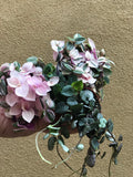 3 mini cute plant mix - in a tiny 4cm pot - tradescantia fluminensis - string of hearts - Parijat Plant 