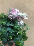 2 minima mix - green and pink - tradescantia fluminensis plant - Parijat Plant - good luck plant - houseplant -plant -indoor plant - succulent plant - plant decor 
