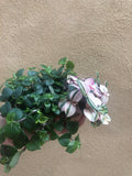 2 minima mix - green and pink - tradescantia fluminensis plant - Parijat Plant 