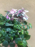 2 minima mix - green and pink - tradescantia fluminensis plant - Parijat Plant 