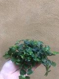 1 small Callisia repens 'bianca' Tradescantia plant in a 6 cm pot - Tradescantia Fluminensis - Parijat Plant 