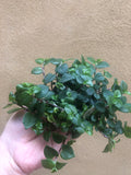 1 small Callisia repens 'bianca' Tradescantia plant in a 6 cm pot - Tradescantia Fluminensis - Parijat Plant 