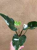 philodendron white princess plant - stunning variegation on leaf - Parijat Plant 