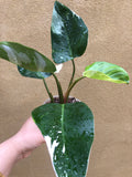 philodendron white princess plant - stunning variegation on leaf - Parijat Plant 