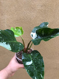 philodendron white princess plant - stunning variegation on leaf - Parijat Plant 