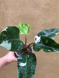 philodendron white princess plant - stunning variegation on leaf - Parijat Plant 