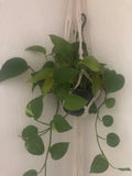 Golden pothos indoor plant - Houseplant - pothos plant - devil's ivy plant - devils ivy - golden devil's ivy - ivy - Parijat Plant 