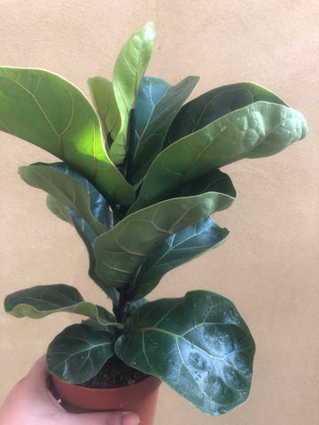Fiddle Leaf Fig - Ficus Lyrata - Fiddle Leaf Fig plant in 10cm pot - live plant - Parijat Plant 