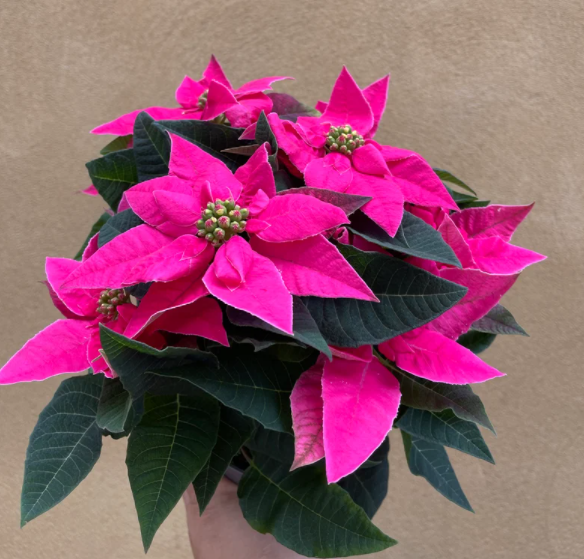 Poinsettia plant - pink Poinsettia plant - Christmas plant gift - 12cm potted plant - plant lovers - plant addicted - plant daddy - plant mommy - plant daddy - plant based - online plant sell - uk best online plant shop - online plant selling shop - shopify best online plant shop - shopify plant shop - plant tiktok - plant day - nature lovers - nature - morning vibes - morning garden  decoration - interior plant - 