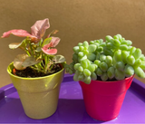 2 mini plants bundle in decorative pot - burros tail -syngonium red heart plant - Parijat Plant 
