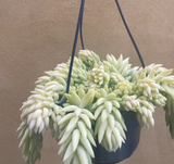 Burro's tail plant - Sedum morganianum ‘Burrito’ plant in 14cm hanging pot - more bushy plant - Parijat Plant 
