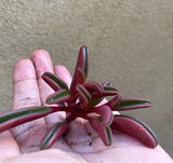 Peperomia Graveolens plant cutting / unrooted -  online plant sell - uk best online plant shop - online selling - plant addicted - plant daddy - plant mommy - plant day - plant lovers - plant tiktok - gardening - gardening lovers - gardening tools - Christmas gift