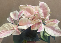 Poinsettia plant - Christmas Poinsettia plant - Christmas plant gift - 12cm potted plant - Parijat Plant 