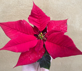 Poinsettia plant - mini Poinsettia plant - Christmas plant gift - tiny 6cm potted plant - Parijat Plant 