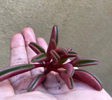 Peperomia Graveolens plant cutting / unrooted - Parijat Plant 