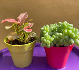 2 mini plants bundle in decorative pot - burros tail -syngonium red heart plant - Parijat Plant 