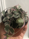 Variegated String of hearts plant in a 7cm pot - Parijat Plant 