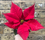 Poinsettia plant - mini Poinsettia plant - Christmas plant gift - tiny 6cm potted plant - Parijat Plant 