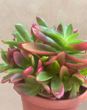 Crassula capitella - crassula Campfirea plant in a tiny 8cm pot -1 stem only - rare succulent - easy growing - Parijat Plant 