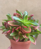 Crassula capitella - crassula Campfirea plant in a tiny 8cm pot -1 stem only - rare succulent - easy growing - parijatplant - plant collection - best plant shop - online plant selling - shopify best online plant shop - plant selling - interioi houseplant - interior indoor plant - plant trend - plant daddy - plant mommy - plant addicted - plant tiktok