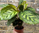 Calathea roseopicta green -pet safe plant - indoor plant - Parijat Plant 