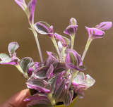 tradescantia sweetness plant in a tiny green pot - cute pink plant - Parijat Plant 