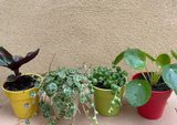 4 mini plant mix - Calathea Roseopicta Illustrio - string of pearl - Pilea Peperomoides - string of turtle plant - Parijat Plant 