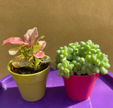 2 mini plants bundle in decorative pot - burros tail -syngonium red heart plant - Parijat Plant 