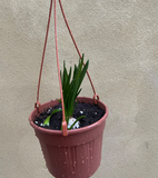 Hyacinths plant in 16cm hanging pot - scented Hyacinths - houseplant - indoor plant - Parijat Plant 