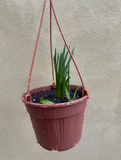 Hyacinths plant in 16cm hanging pot -ing  scented Hyacinths - houseplant - indoor plant - parijat plant - popular house plant - popular indoor plant - online plant sale - interior houseplant - interior indoor plant - indoor plant - houseplant - online shopping - online sell