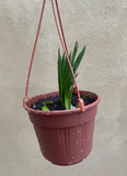 Hyacinths plant in 16cm hanging pot - scented Hyacinths - houseplant - indoor plant - Parijat Plant 