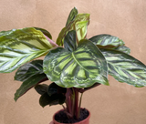Calathea roseopicta green -pet safe plant - indoor plant - Parijat Plant 