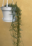 Ceropegia linearis - String of needles plant in a 10cm hanging pot - Parijat Plant 