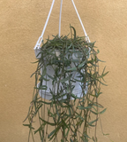 Ceropegia linearis - String of needles plant in a 10cm hanging pot - Parijat Plant 