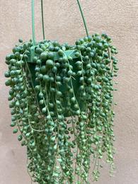 Buy 2 get 1 Free ! 2 String of pearl unrooted cutting - Cutting - Trailing Plant - Parijat Plant 