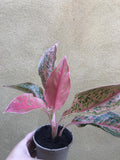 Aglaonema Prosperity Plant Evergreen 10cm Pot - Parijat Plant 