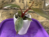 philodendron pink princess plant - baby pink princess plant in a ceramic pot - exact plant shown in the picture - Parijat Plant 