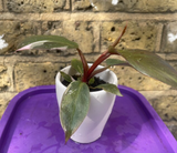philodendron pink princess plant - baby pink princess plant in a ceramic pot - exact plant shown in the picture - Parijat Plant 