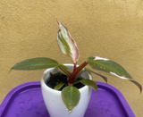 philodendron pink princess plant - baby pink princess plant in a ceramic pot - exact plant shown in the picture - Parijat Plant 