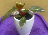 philodendron pink princess plant - baby pink princess plant in a ceramic pot - exact plant shown in the picture - Parijat Plant 
