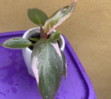 philodendron pink princess plant - baby pink princess plant in a ceramic pot - exact plant shown in the picture - Parijat Plant 