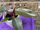 philodendron pink princess plant - baby pink princess plant in a ceramic pot - exact plant shown in the picture - Parijat Plant 