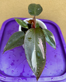 philodendron pink princess plant - baby pink princess plant in a ceramic pot - exact plant shown in the picture - Parijat Plant 