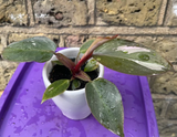philodendron pink princess plant - baby pink princess plant in a ceramic pot - exact plant shown in the picture - Parijat Plant 